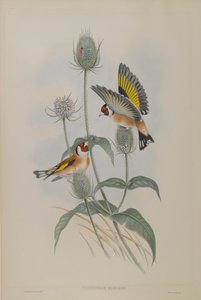 Carduelis Elegans - Guldfink
